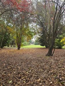 a group of trees with leaves on the ground at Bed&Breakfast in Maipo +2 photos