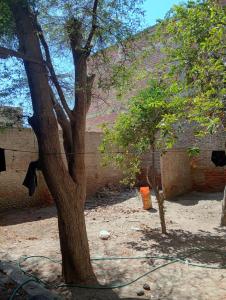 a tree with a hose hooked up to a building at Casona Morin in Piura