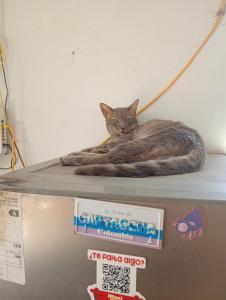 a cat laying on top of a refrigerator at Casona Morin in Piura
