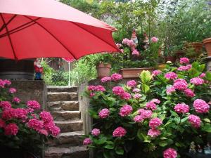 a red umbrella over a bunch of pink flowers at Chez Julia in Puycelci