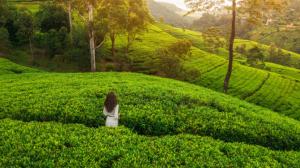 a woman sitting in the middle of a green hill at Island Lanka Tours in Negombo
