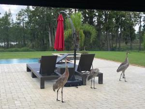 three birds standing around a table and a red umbrella at SWISS 105 - Lake Olsen in Clermont