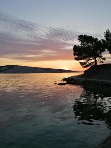 a tree on the shore of a lake at sunset at Apartmani Leovac in Lopar