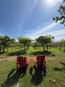two red chairs sitting in a field with trees at Kiwi Cove Lodge in Ladysmith