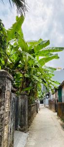 a large green plant is growing on a fence at Châu Gia Vỹ Dạ Hàn Mạc Tử in Thôn Lại Thê