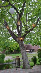 a tree with lights on it next to a bench at Green Land in Tbilisi City