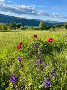 a field of flowers in a grassy field at Danny's Wörtherseeblick in Schiefling am See