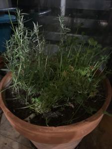 a potted plant with plants in it at Villatopol Art Hostel in Rząska