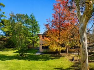 a house with a tree in the yard at Narrow Neck Views - Peaceful 4 Bedroom Home with Stunning Views! in Katoomba