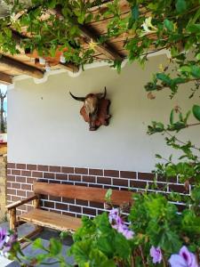 a cow head on a wall next to a bench at Yanamanka in Yanama