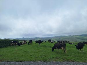 a herd of cows grazing in a field of grass at Tigh Droum in Rosscarbery +4 photos