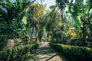 a path through a forest of palm trees at DW Jungle Resort - Candidasa in Candidasa