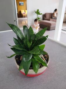 a green plant in a pot in a living room at Jakcqueline in Pucallpa