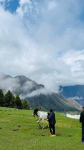 a couple of people walking a cow in a field at Minapin Nagar Tourist Lodge in Minapin