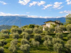a field of olive trees with a house in the background at Charming House Among the Prosecco Hills & Olive Groves in San Pietro di Feletto