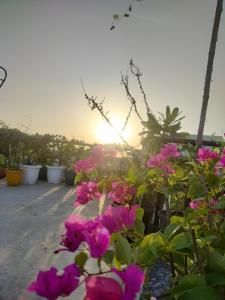 a group of pink flowers with the sunset in the background at RADHA Homestay in Mathura