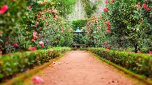 a path in a garden with a bench and roses at Садиба in Vinnytsya