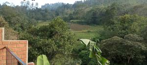 a view of a field with trees and a mountain at Ayanura Ella in Ella