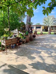 a park with a tree and a table with potted plants at 1054 Holiday Home in Kasane Airport