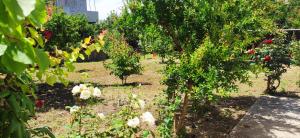 a row of fruit trees in a garden at Garden house escape in Amarynthos