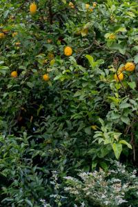 an orange tree filled with lots of oranges at La Stazione Formia in Formia +35 photos