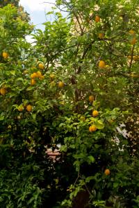 an orange tree with lots of oranges on it at La Stazione Formia in Formia