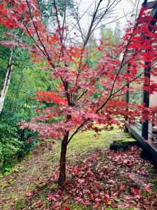 a tree with red leaves on it next to a bench at Gubo 里山ヴィレッジ 白木 in Katsuura