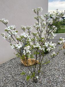 a bouquet of white flowers in a rock at Apartments Wally in Ptuj