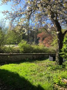 a tree in a grassy field with a stone wall at mini caravane teardrop in Saint-Denis