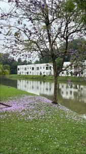 a tree in the grass next to a body of water at Landed IOI City Mall Country Heights Putrajaya Homestay in Kajang