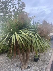 a palm tree in a garden with other plants at Atlantic way Apartment in Sligo
