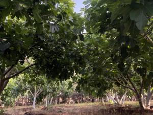 a row of trees with green leaves in a field at Le refuge vert in Berrechid +3 photos