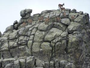 Animales en el hotel o alrededores