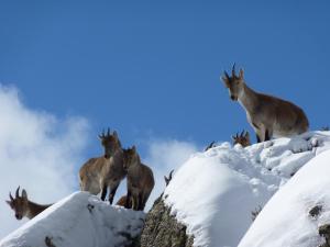 Animales en el hotel o alrededores