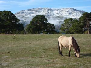Animales en el hotel o alrededores