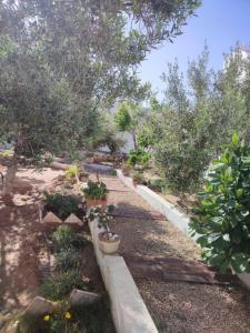 a garden with trees and potted plants on the ground at Tawfik in Midoun