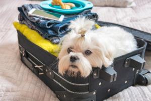 a small dog is sitting in an open suitcase at Regenbogen - Nordhorn in Nordhorn