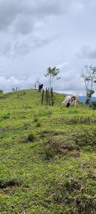 a field with a fence in the grass at Hotel Casa de Teja in Norcasia