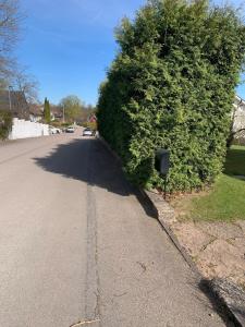 a large green bush on the side of a street at Örkelljunga cottage in Orkelljunga