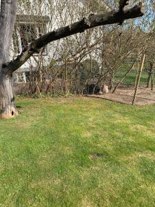 a tree in a grass field with a fence at Örkelljunga cottage in Orkelljunga
