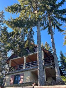a house with two trees in front of it at Apartman Tri srca Zlatar in Nova Varoš