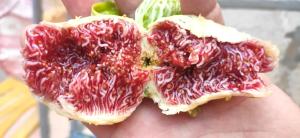a person holding a piece of fruit with a cut in half at Garden house escape in Amarynthos