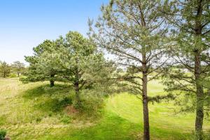 a group of trees on top of a grassy hill at Bear Trap Dunes --- 83F October Glory Dunes in Ocean View +40 photos