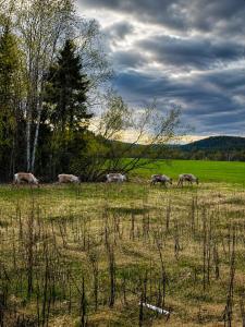 a group of animals grazing in a field at Aurora Apartament in Inari