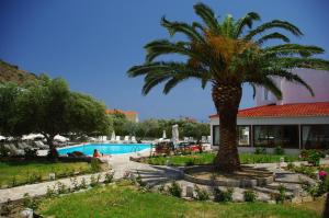 a palm tree in a garden next to a swimming pool at Astron Hotel in Karpathos