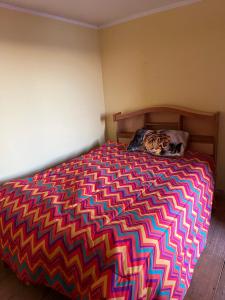 a cat laying on a bed in a bedroom at Qocha Simi Homestay in Ocosuyo +11 photos