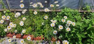 a bunch of daisies growing in a garden at danyang deulggochyanggi in Danyang