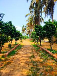 a dirt road with palm trees on either side at Mangrove Village Inn in Kāsarkod