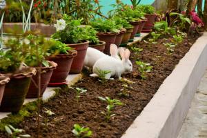 Animales en el hotel o alrededores