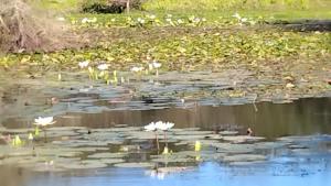a pond with white flowers in the water at Marloth Park, Kruger safari house - solar in Marloth Park +39 photos